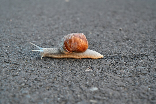 A close-up macro photograph of a burgundy Roman snail (Helix pomatia) slowly moving across a dark, textured asphalt roadway.
