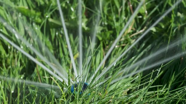 Rotating sprinkler sprays fine water streams over wet green grass in a seamless 4K loop, with sparkling droplets and detailed blades illuminated by sunlight. Clockwise rotating jets create dynamic mot