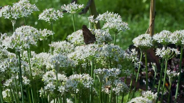 White allium flowers blooming in a sunny garden with a butterfly resting among the blossoms and bees visiting the flowers. Natural botanical footage with gentle movement, designed as a seamless loopin