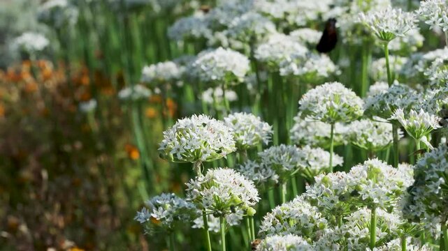White allium flowers blooming in a sunny garden with a butterfly among the blossoms and soft natural bokeh in the background. Botanical footage designed as a seamless looping video.