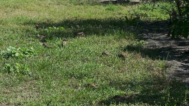 Sparrows foraging and feeding in grass beside a shaded path in a sunny park. Natural wildlife footage with multiple small birds moving through vegetation, designed for a seamless looping video.