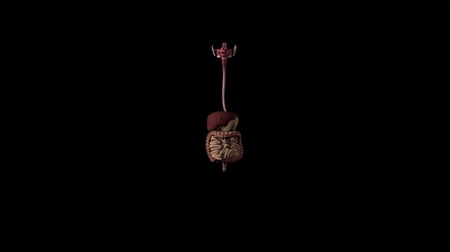 Human Digestive System Anatomy Animation Isolated on Alpha Channel for Medical Video