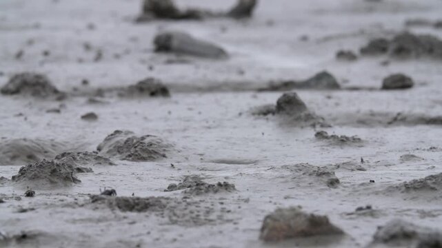 Mudskipper Mudskipper Fish Blue Spotted Mudskipper Tidal Flat Mudflat Marine Life Wildlife Korea 짱뚱어 짱뚱어물고기 갯벌짱뚱어 갯벌 갯벌생물 해양생물 야생동물 서해안갯벌 한국