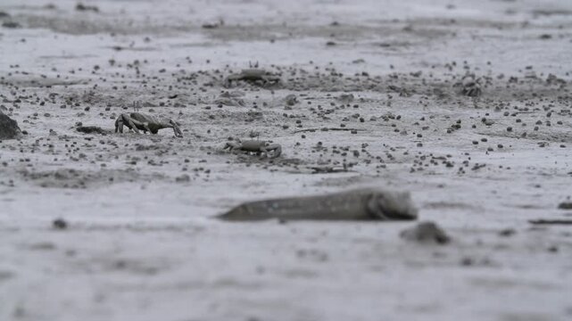 Mudskipper Mudskipper Fish Blue Spotted Mudskipper Tidal Flat Mudflat Marine Life Wildlife Korea 짱뚱어 짱뚱어물고기 갯벌짱뚱어 갯벌 갯벌생물 해양생물 야생동물 서해안갯벌 한국