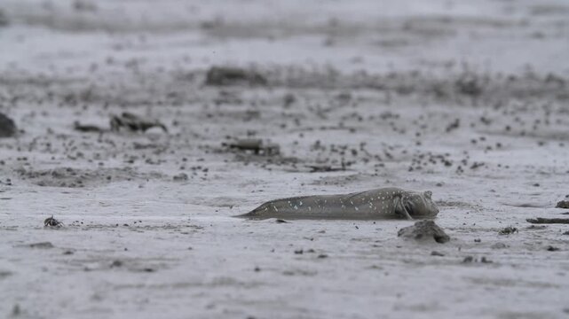 Mudskipper Mudskipper Fish Blue Spotted Mudskipper Tidal Flat Mudflat Marine Life Wildlife Korea 짱뚱어 짱뚱어물고기 갯벌짱뚱어 갯벌 갯벌생물 해양생물 야생동물 서해안갯벌 한국