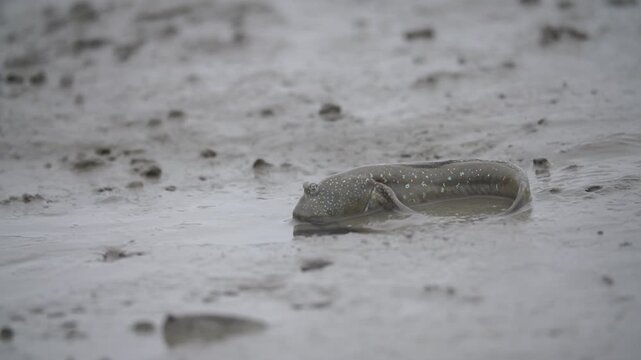 Mudskipper Mudskipper Fish Blue Spotted Mudskipper Tidal Flat Mudflat Marine Life Wildlife Korea 짱뚱어 짱뚱어물고기 갯벌짱뚱어 갯벌 갯벌생물 해양생물 야생동물 서해안갯벌 한국