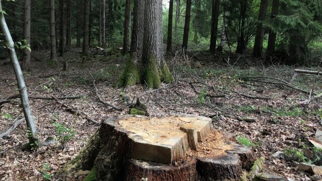 Cut tree stump in a forest with visible cross section age growth rings deforestation industry in the woodlands