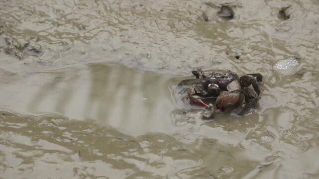 Red Claw Crab Mud Crab Fiddler Crab Tidal Flat Mudflat Marine Life Wildlife Korea 붉은발말똥게 도둑게 갯벌게 갯벌 갯벌생물 해양생물 야생동물 서해안갯벌 한국
