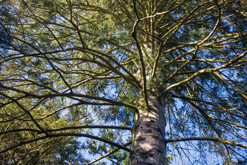 Obraz premium Low-angle view looking up at the trunk and dense branching structure of a tall pine tree against a clear blue sky.