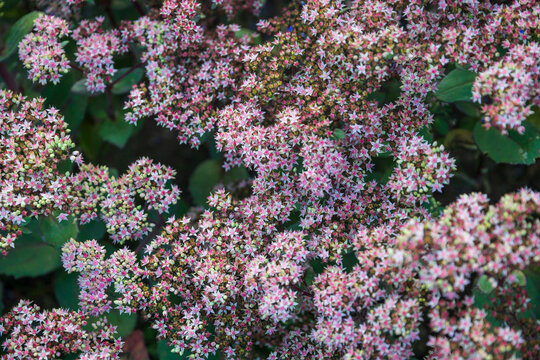Top-down view of tiny pink star-shaped flowers blooming in dense clusters on a plant.