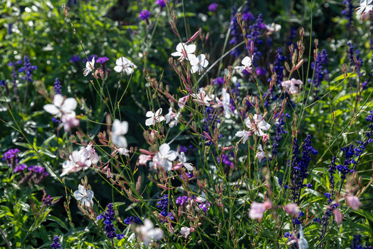 White gaura flowers mixed with deep purple salvia blossoms blooming in a sunny garden bed.