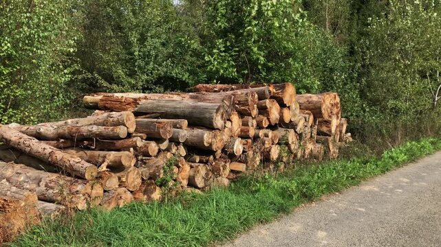 Pile of felled trees or stack of cut logs near a paved road in a forest, deforestation logging industry in the woodlands