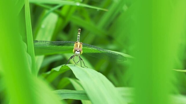 Closeup of dragonfly on  green leaf