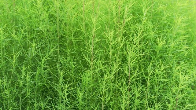 Tokyo,Japan - September 18, 2026: Closeup of Kochia or genus Bassia