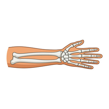 Human bone anatomy illustration showing arm and hand skeleton wrist system