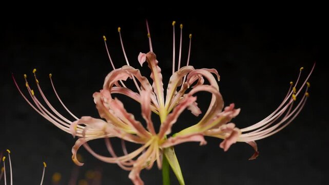 Tokyo,Japan - September 19, 2026: Closeup of White spider lily or Lycoris radiata  at dawn