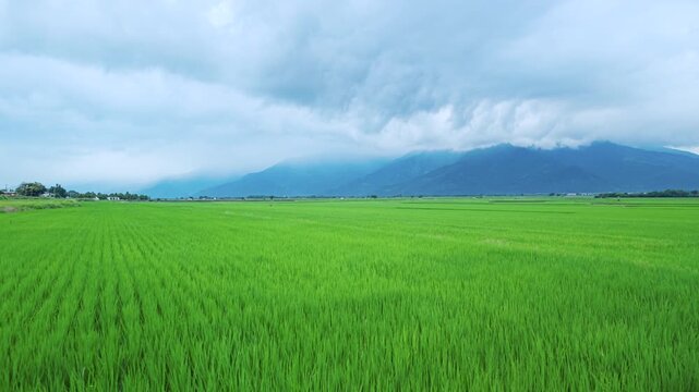 walking through lush green  rice fields in East Longitudinal Valley,Taiwan