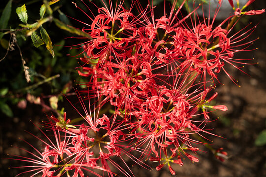Red Spider Lily Cluster with Delicate Stamens