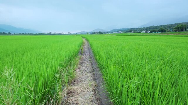 walking through lush green  rice fields in East Longitudinal Valley,Taiwan