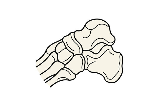 Human Foot Bones Anatomical Illustration