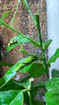 Green Butterfly Larva Caterpillar Camouflage on Citrus Leaf
