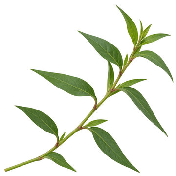 Green Plant Branch with Lance-Shaped Leaves on Transparent Background
