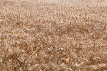 Obraz premium Wheat grain on the spikelet at the field. Ears of rye crop. Agriculture business and harvest. Landscape with field of ripe rye in summer. Agriculture barley or rye field. Summer nature