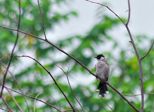 Sooty-headed Bulbul Perched on Thin Branch Against Soft Green Foliage