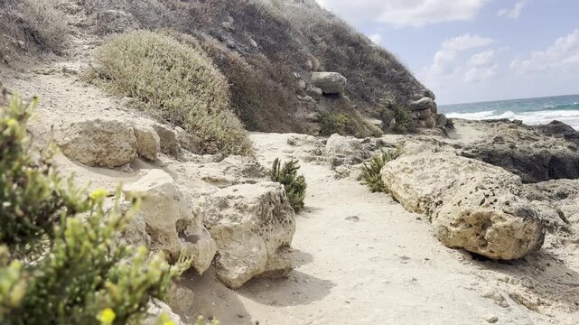 Dor Beach, Israel, View of a path winding through yellow succulent flowers along the rocky shore near Dor Beach, with the ancient ruins of Tel Dor, a biblical and Hellenistic port city that existed he