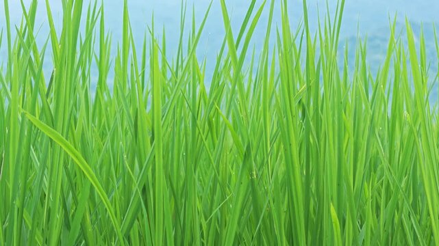 Green rice field during the growing season in Taitung, Taiwan.