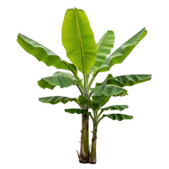 Obraz premium Small green banana tree with large tropical leaves isolated on transparent background