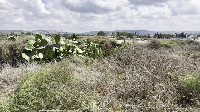 View of Moshav Dor and Kibbutz Nahsholim through prickly pear cactus vegetation near ancient ruins and Dor Beach on the Mediterranean coast of Israel.