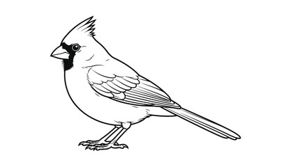 Fototapeta premium Black and white line illustration of a northern cardinal bird with line drawing