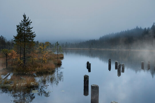 Misty forest lake shrouded in cool morning mist