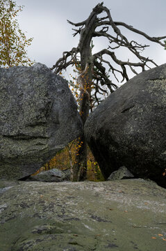 A twisted tree grows between two granite boulders