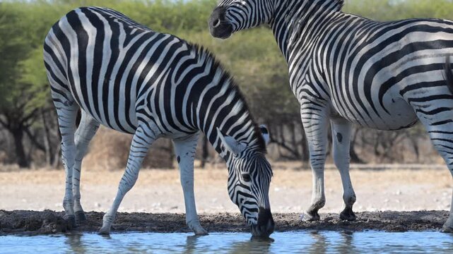 Zebra drinking and playing while standing in shallow Kalahari waterhole