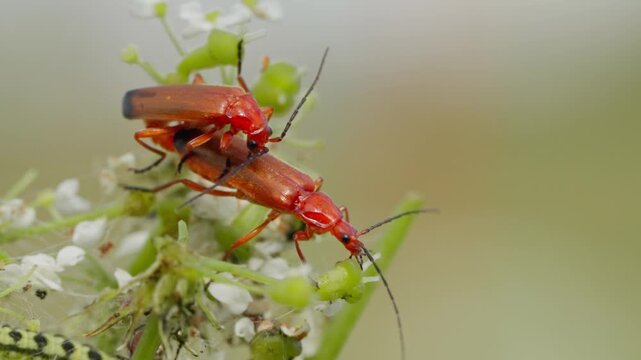 Mating common red soldier beetles Rhagonycha fulva on an umbel flower. Macro view of mating insects with a soft, blurred background.