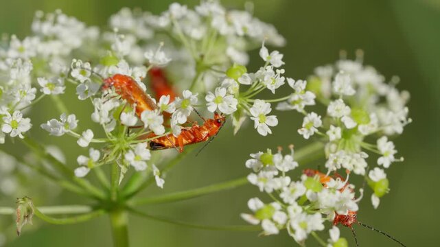 Mating common red soldier beetles Rhagonycha fulva on an umbel flower. Macro view of mating insects with a soft, blurred background.
