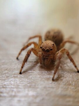 Close-up macro portrait of a jumping spider.