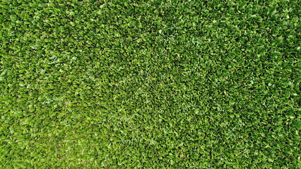 Obraz premium Dense Green Eichhornia Water Hyacinth Aquatic Vegetation