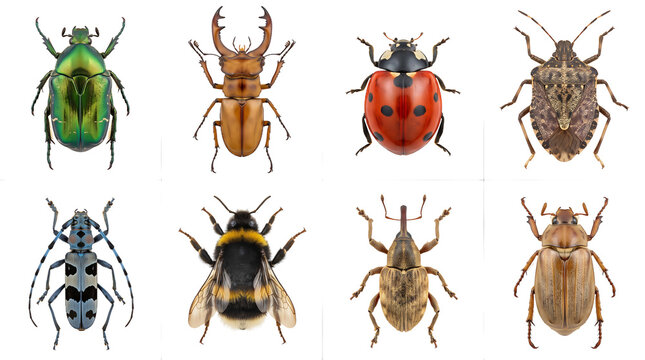 Collection of various common insects arranged in a grid on white background with entomology wildlife collection creature
