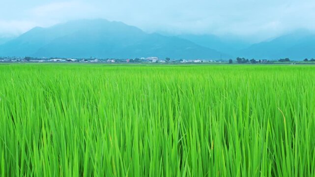 Green rice field during the growing season in Taitung, Taiwan.