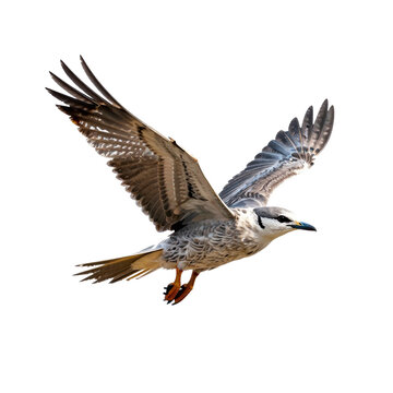 Detailed image of a seagull in mid-flight with wings outstretched against a white background