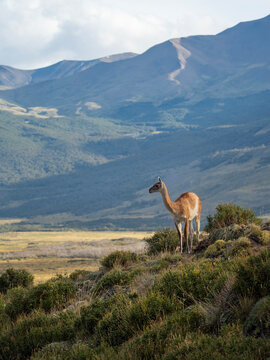 Guanaco near a mountain, Lama guanicoe in El Chalten, Argentina, beautiful landscape with wildlife, vertical photo