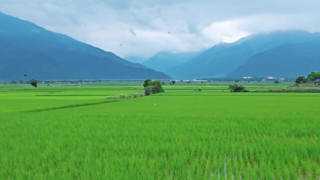 Green rice field during the growing season in Taitung, Taiwan.