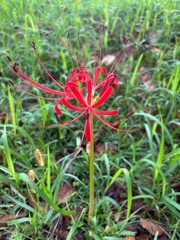 A vivid red flower blooming among green grass and foliage in a natural outdoor setting. © Noir_travel