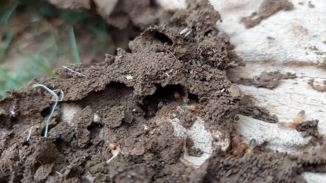 Active termite nest and termite infestation in wood; destructive termites destroying the wood. Termites.