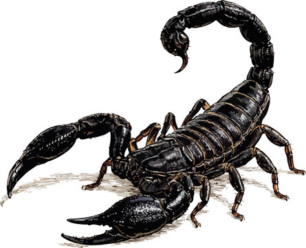 scorpion isolated on white background, Pandinus imperator illustration art