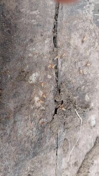 Active termite nest and termite infestation in wood; destructive termites destroying the wood. Termites.