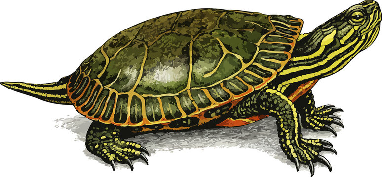 turtle (Trachemys scripta) isolated on white illustration art